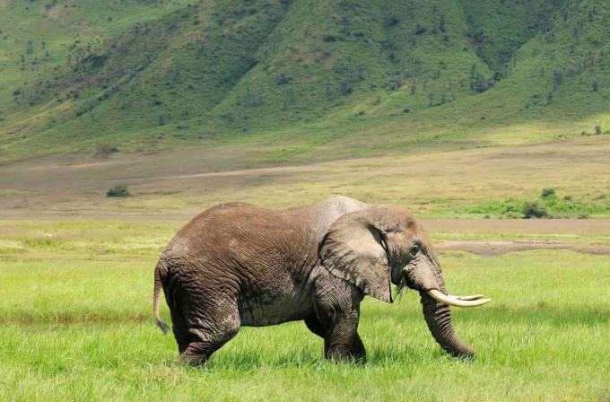 Tanzania Northern Circuit Elephant spotted roaming.