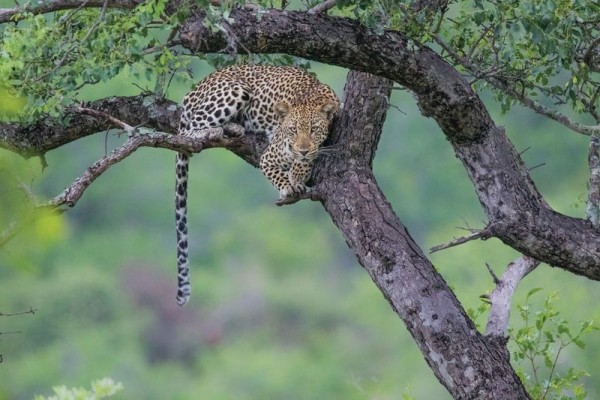 Witness the leopard resting on a tree.