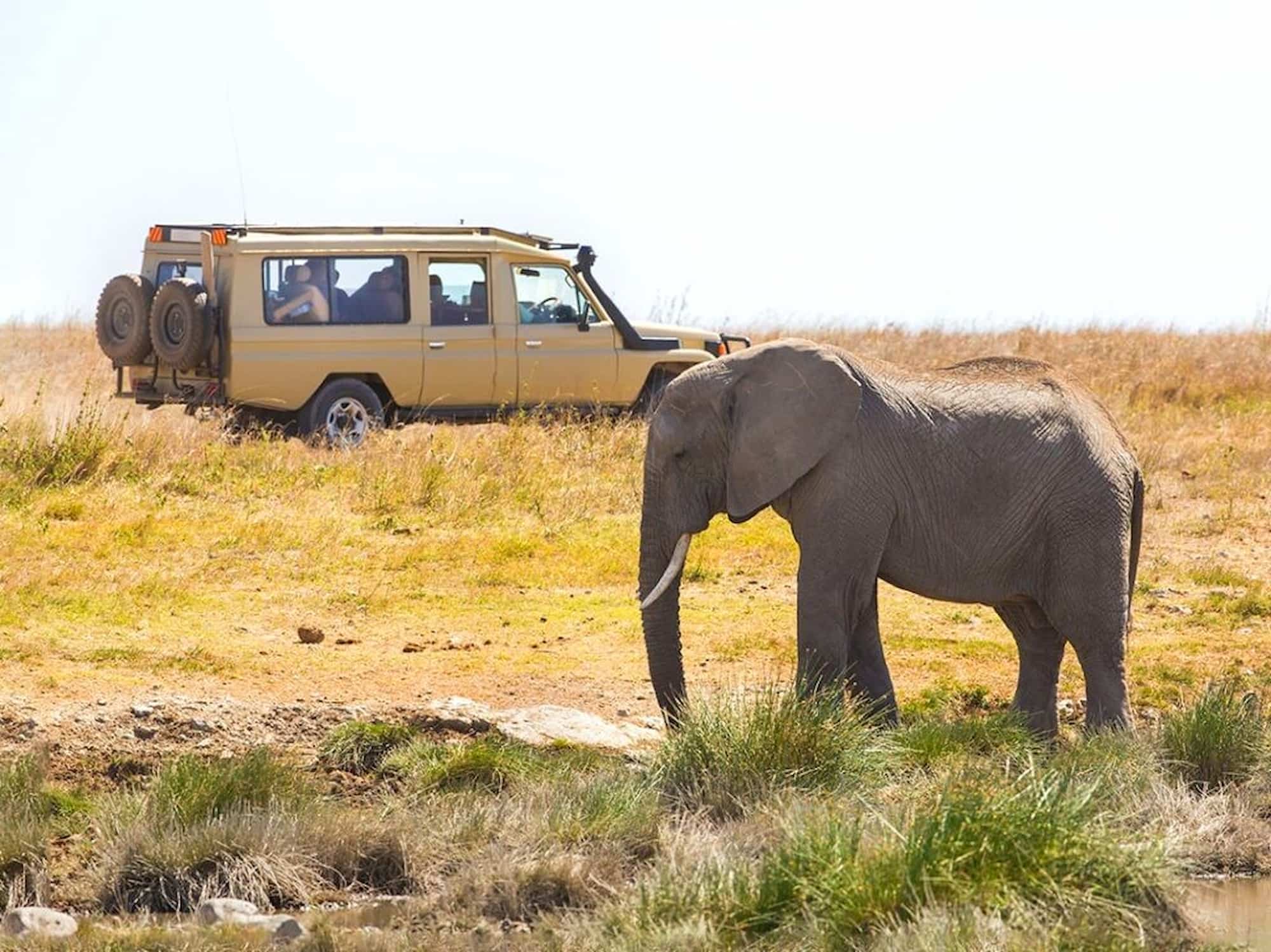 African elephant grazing near safari vehicle