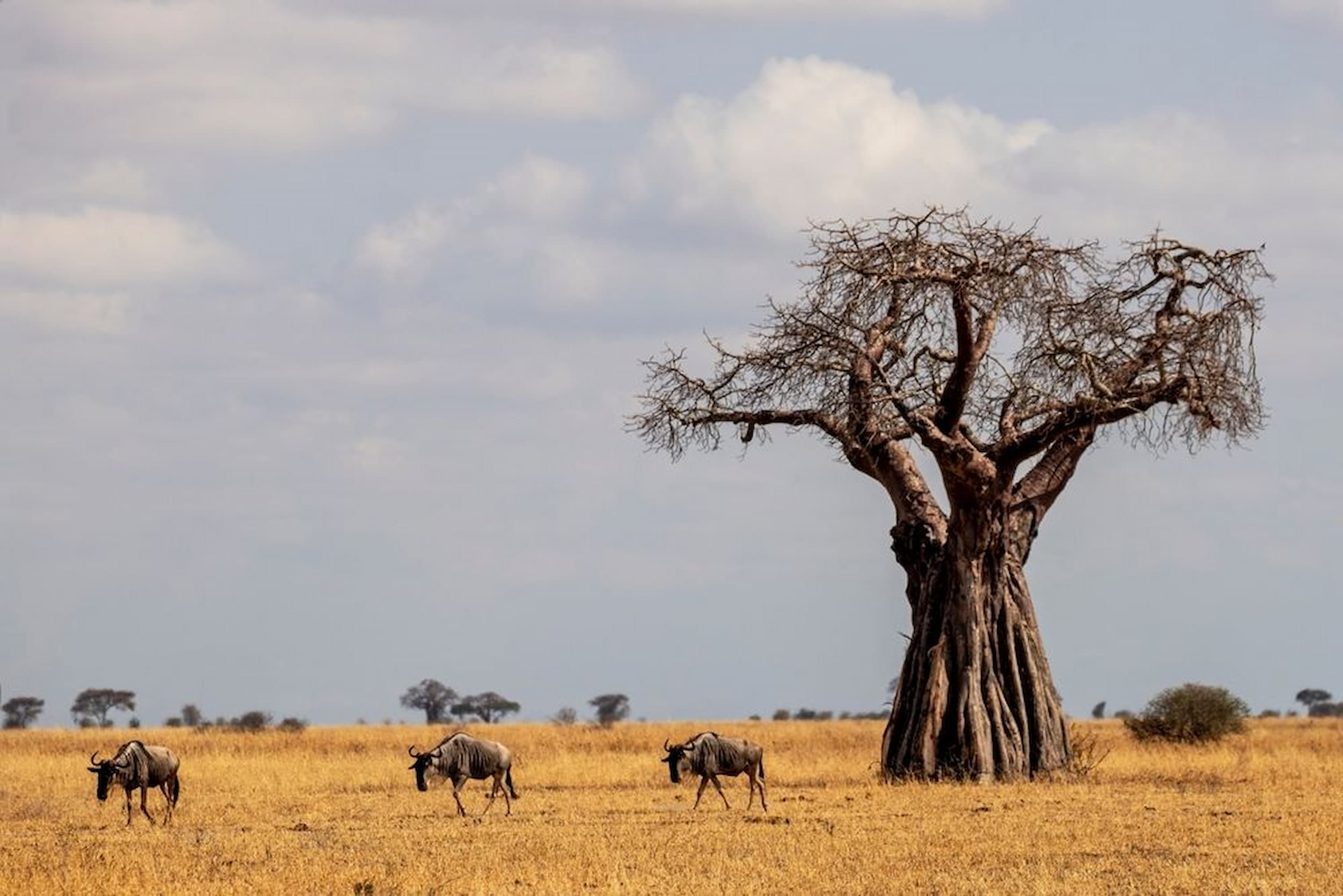 The iconic Baobab and rich wildlife of Tanzania