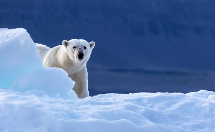 Three Arctic Islands Arctic Polar bear