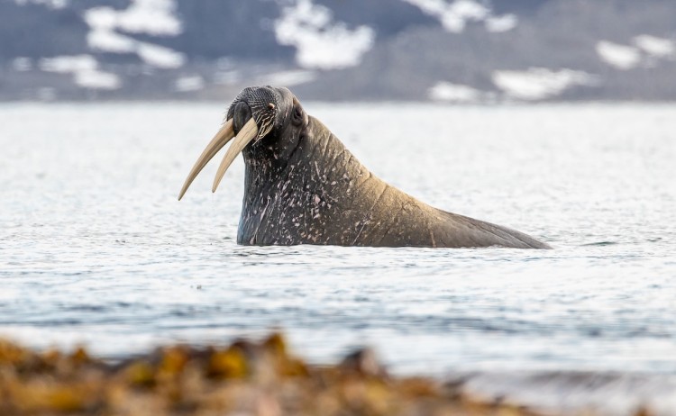 Three Arctic Islands Svalbard walrus