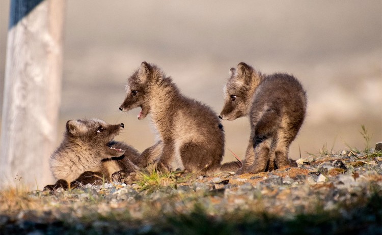 Three Arctic Islands baby foxes svalbard