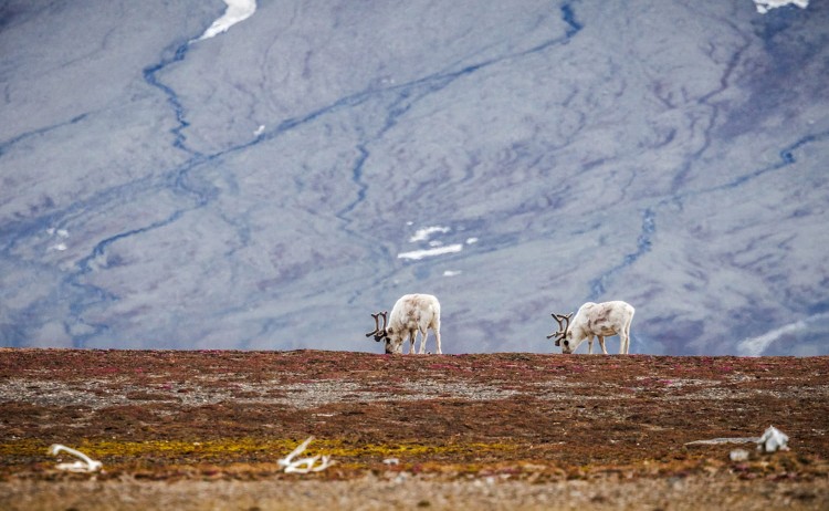 Three Arctic Islandssvalbard reindeers