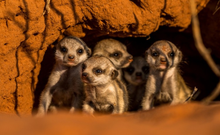 Mammal COPYRIGHT PROTECTED3small