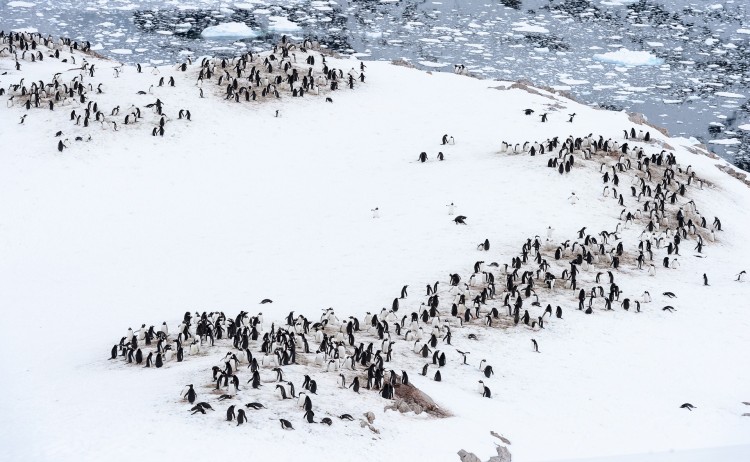 Antarctica Penguin colony