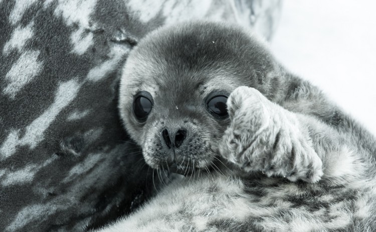 Antarctica seal