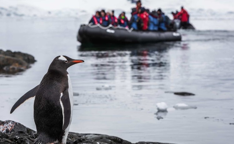 Expeditioners spot a gentoo penguin on a Zodiac cruise