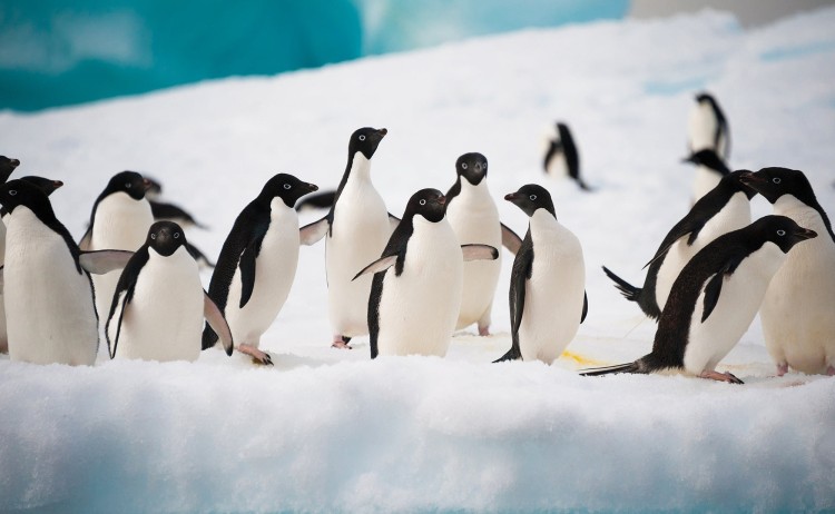 Group of Adeile Penguins in antarctica