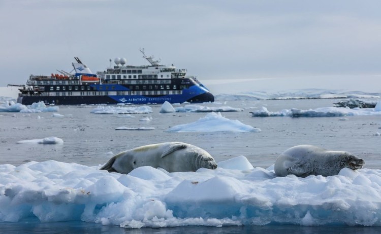 Ocean Albatross with Seals in Antarctica