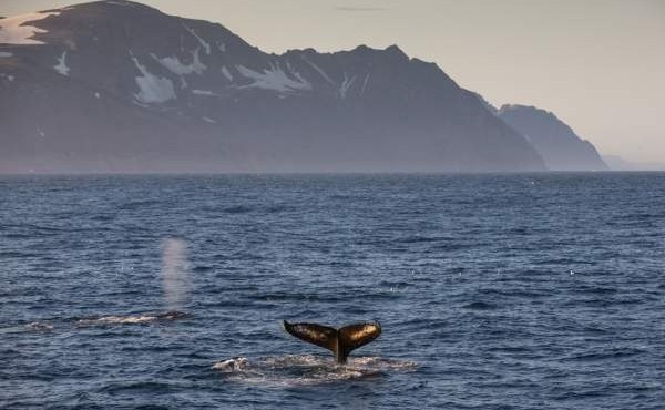 QuarkExpeditions humpback whales east greenland hurry inlet Credit AcaciaJohnson