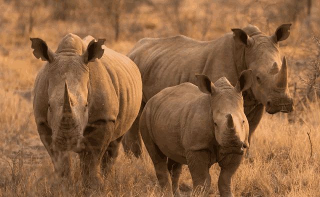 Rino while on Game Drive