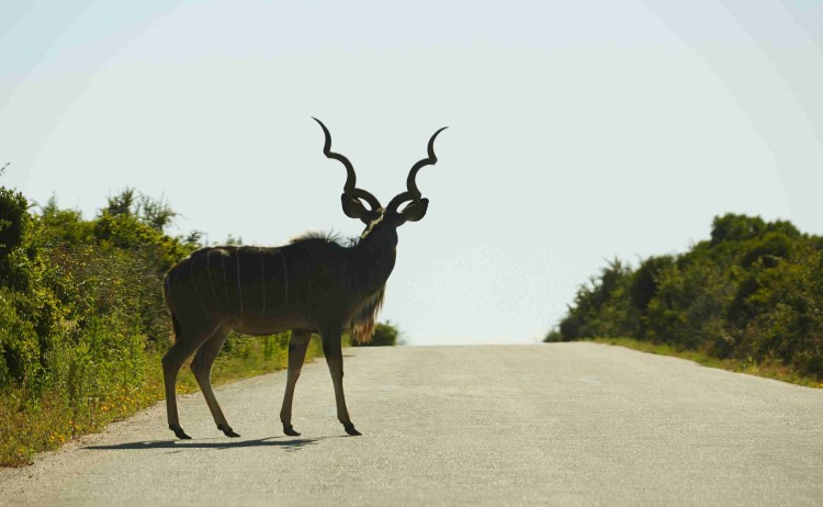 South Africas wildlife