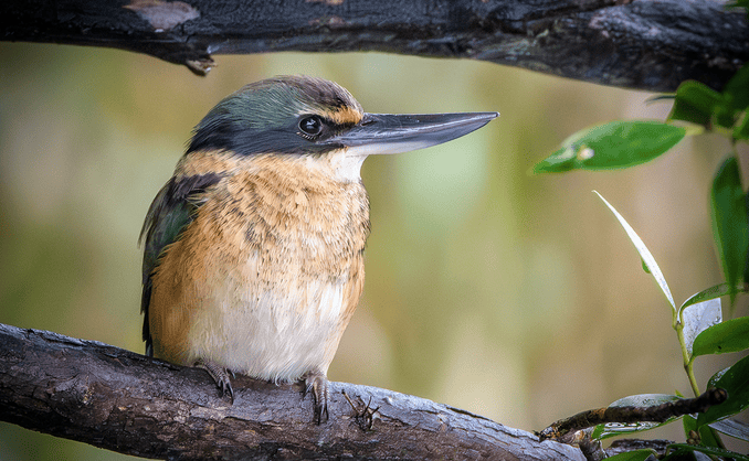 fiordland bird j. hepburn