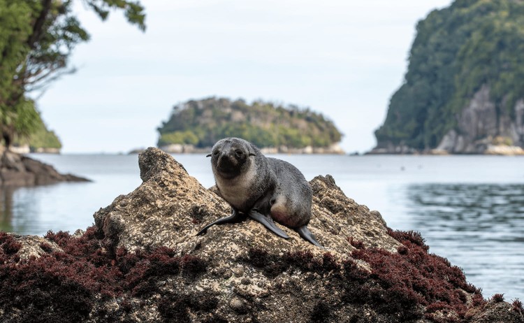 new zealand fur seal j. hepburn