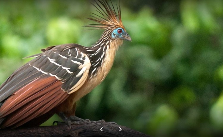 Amazon Jungle Peru - Refugio Amazonas