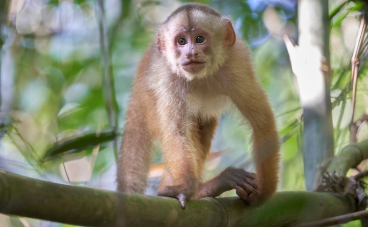 White capuchin monkey Paul Bertner SM