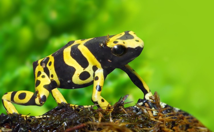 Amazon Rainforest Frog v2