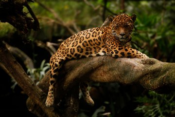 Unique Stay: Tambopata Research Centre - Amazon