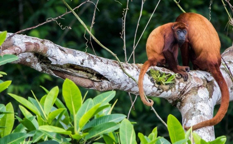 Red Howler Monkey Fauna The Most Biodiverse Place On Earth Experiences Anakonda Amazon CruisesQ