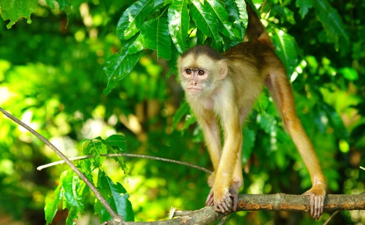 Monkey Amazon Rainforest