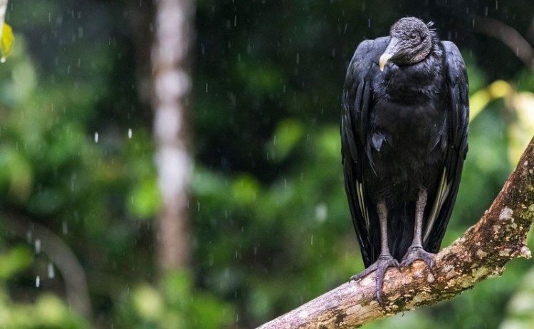 Anakonda Amazon Cruise Black Vulture Fauna