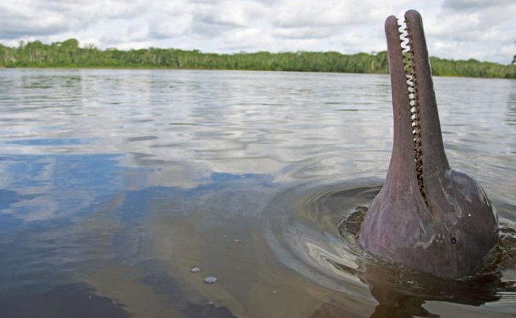 Anakonda Amazon Cruise Pik River Dolphin