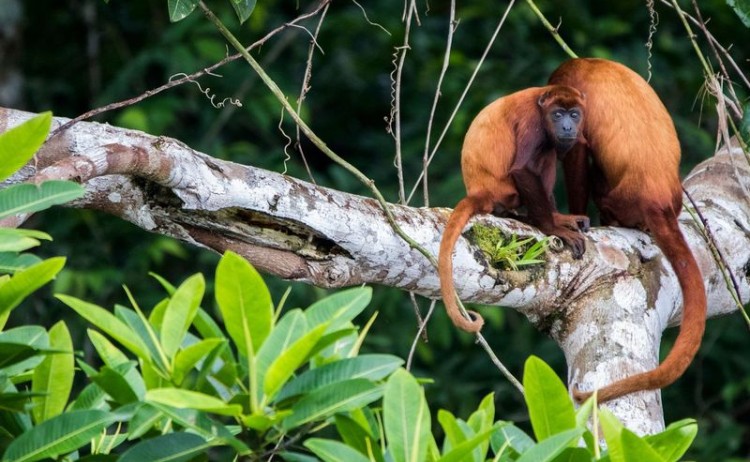 Anakonda Amazon cruise Red Howler Monkey Fauna
