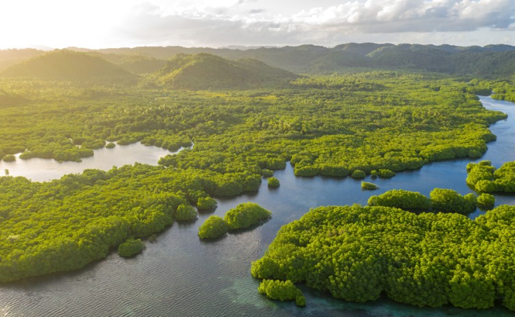 Jungle aerial view 1