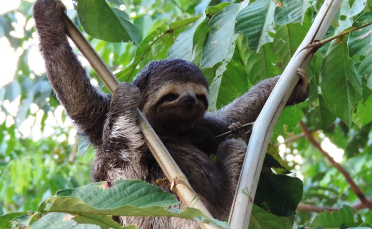 Jungle sloth 1