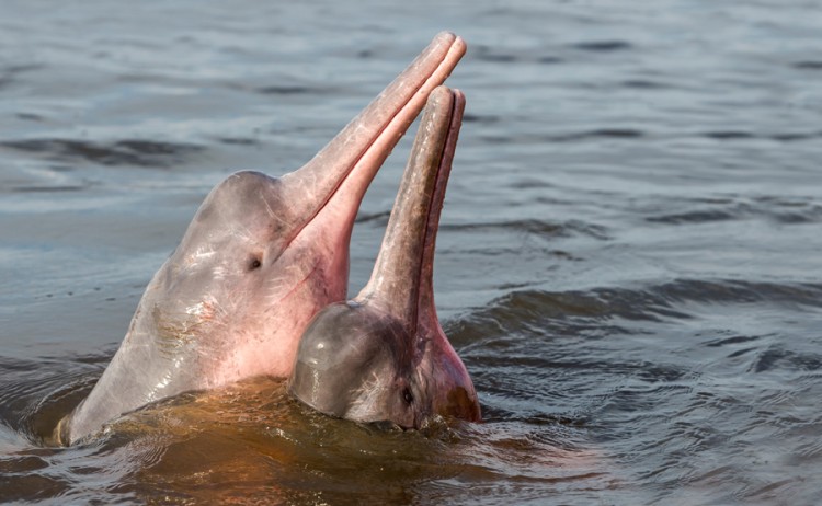 Peru pink dolphins 2