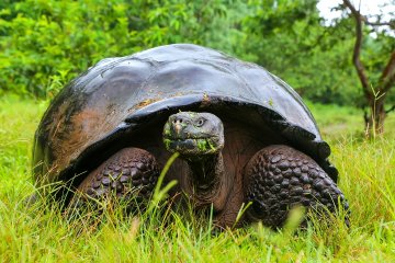 Signature Galapagos Islands