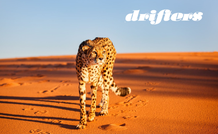 Cheetah in Namibia Desert v2