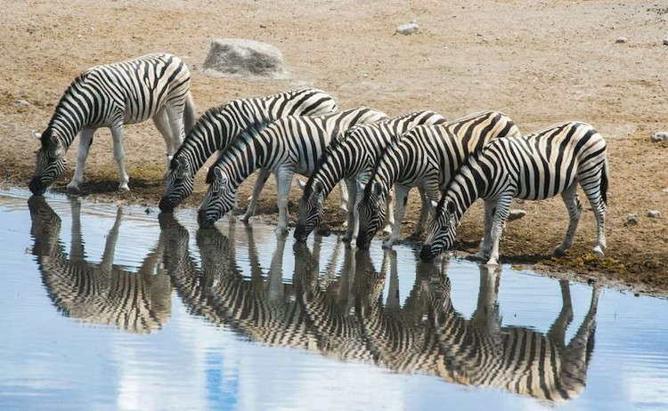 Etosha National Park v2