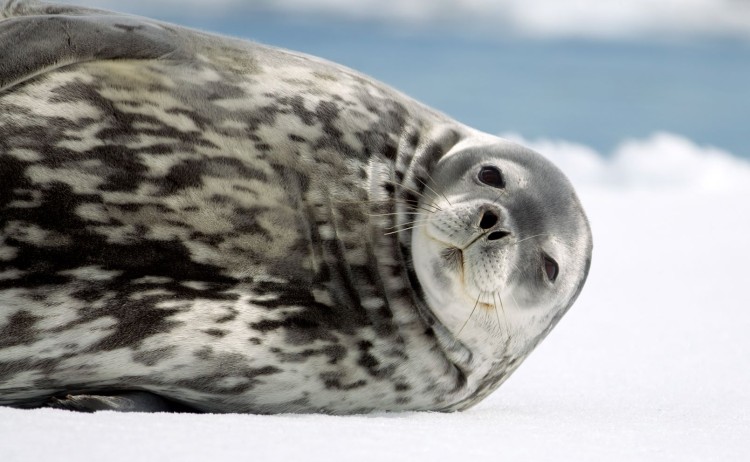 Antarctica Ice WeddellSeal 020 SS
