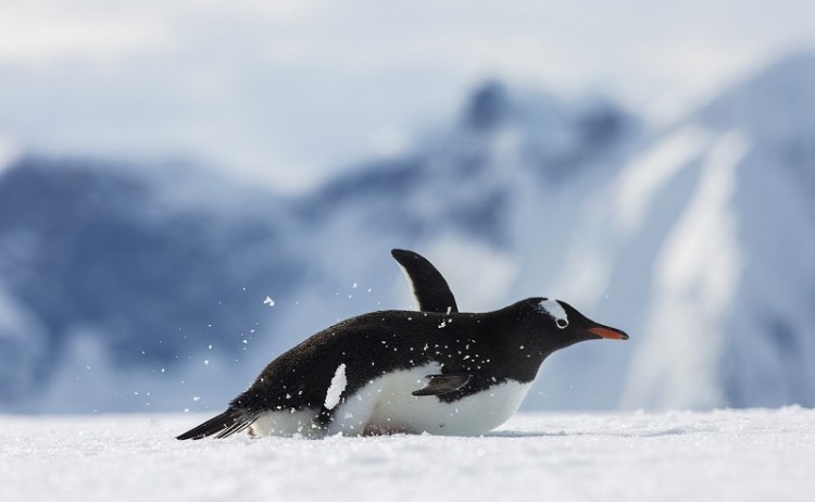 Antarctica Ronge Island Penguin N9A1242 Lg RGB 800