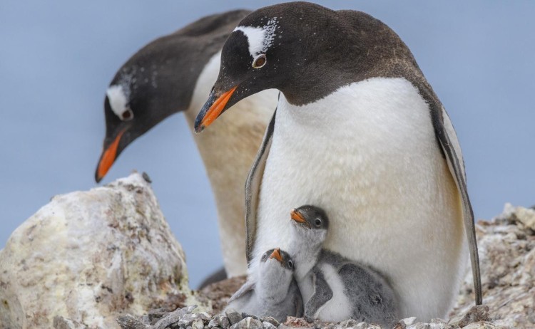 Antarctica Gentoo Penguins Chicks G Adventures