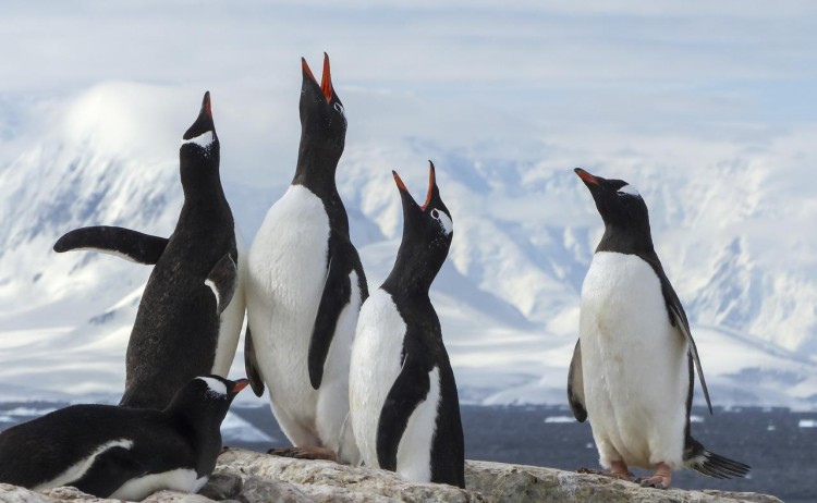 Antarctica Gentoo Penguins G Adventures