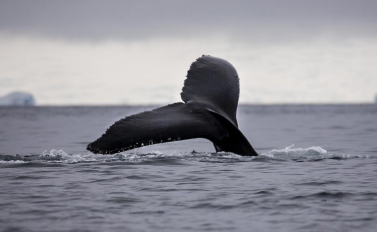 Antarctica Ciera Cove Whale Tail G adventures