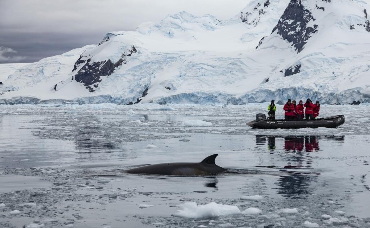 Antarctica Ciera Cove Zodiac Travellers Taking Photos Whale G Adventures