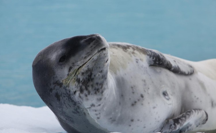 Antarctica Leopard Seal G Adventures
