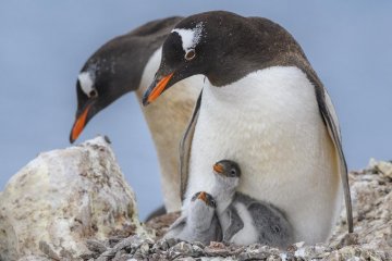 Antarctic Classic: G Expedition