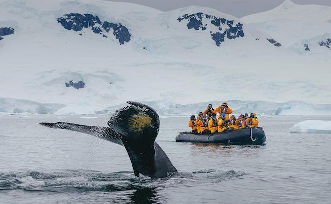 Antarctic Zodiac Cruise Whale 