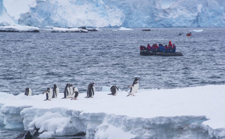 Gentoo Penguins with Zodiac in Background Antarctica Scott Portelli scaled100