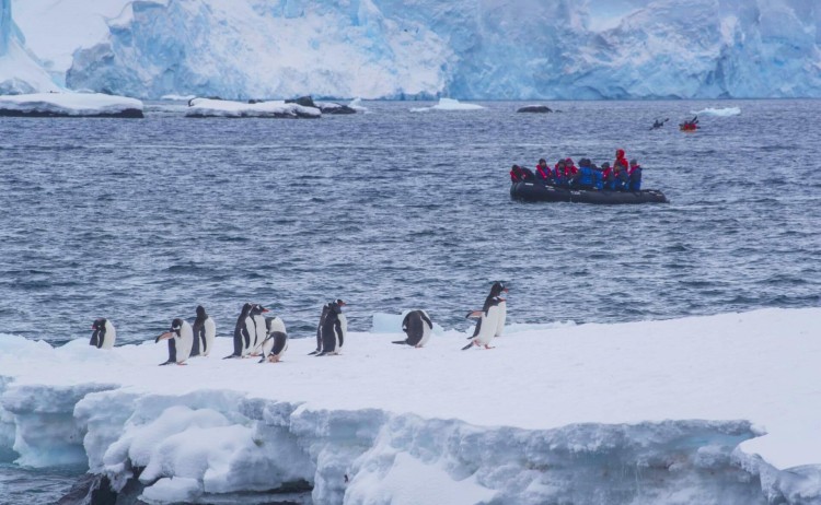 Gentoo Penguins with Zodiac in Background