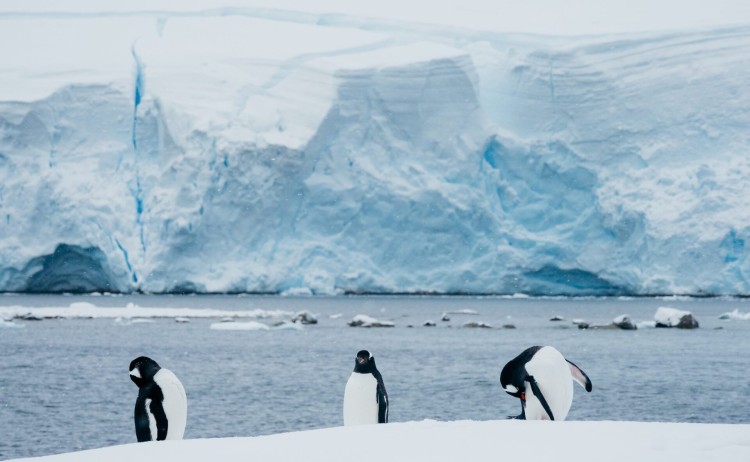 Penguins Portal Point Antarctica Matt Horspool scaled250
