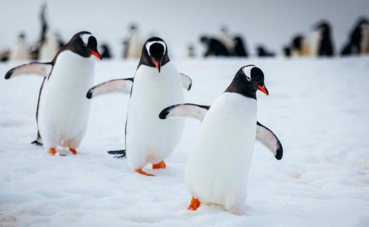 Antarctic Penguins