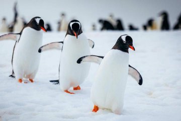Antarctic Express: Cruise South, Fly North