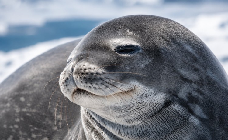 Antarctic Seal Antarctica21