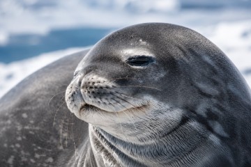 Antarctic Express  Air-Cruise